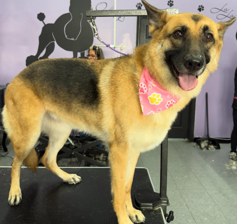 Pet grooming client transformation